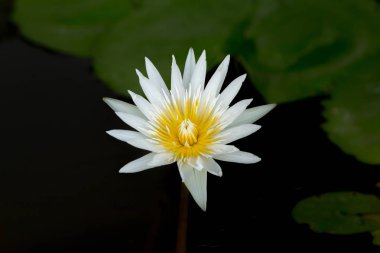 Doğal arka planda beyaz Lotus çiçeği.