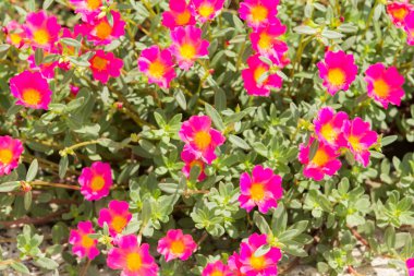 Gün zaman ortak Semizotu, Verdolaga, Pigweed, küçük Hogweed veya Pusley çiçek.