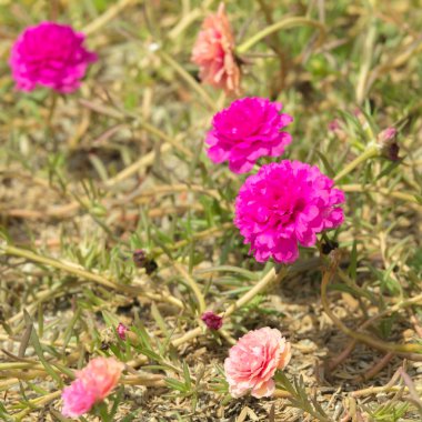 Gün zaman ortak Semizotu, Verdolaga, Pigweed, küçük Hogweed veya Pusley çiçek.