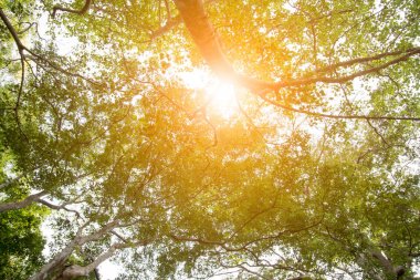 Yaprakları şube ve gündüz, güneş ışığı