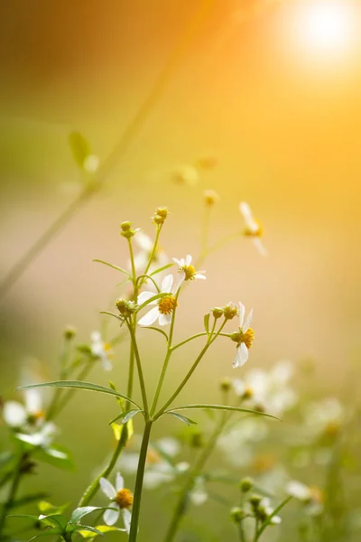 Grasblume Und Sonnenlicht Morgen — Stockfoto
