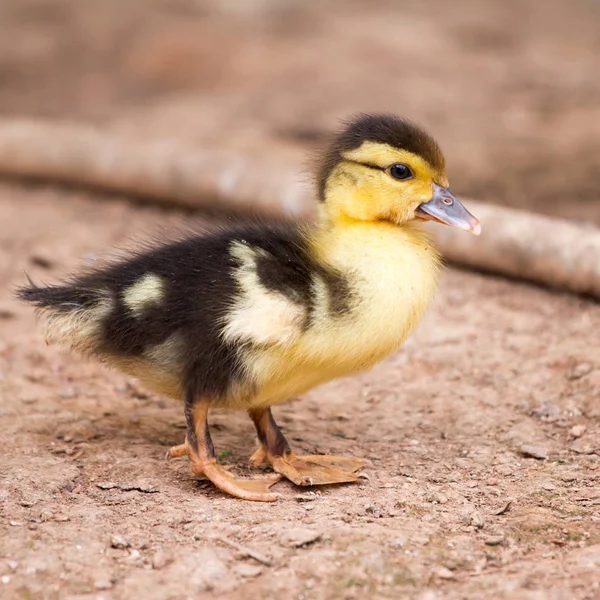 Patitos Fondo Del Suelo — Foto de Stock