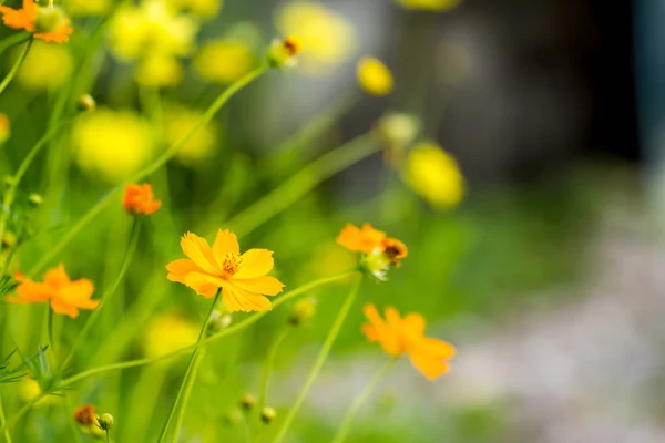 Kosmos Blumen Feld Hintergrund — Stockfoto