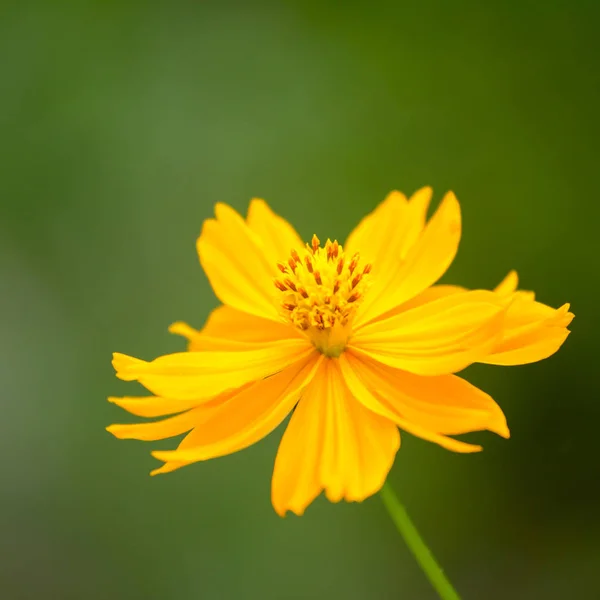 Cosmos Amarillo Flor Fondo — Foto de Stock