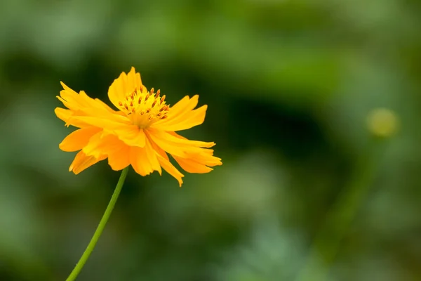 Flores Del Cosmos Fondo Del Campo — Foto de Stock