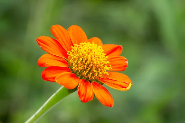 Μεξικάνικος Ηλίανθος Λουλούδι Πορτοκαλί Χρώμα Στο Χρόνο Ημέρας — Φωτογραφία Αρχείου