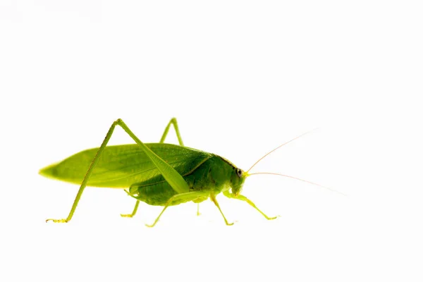 Gafanhoto Verde Sobre Fundo Branco — Fotografia de Stock