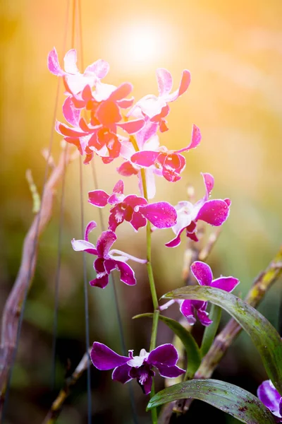 Flor Orquídea Rama Fondo Luz Solar — Foto de Stock