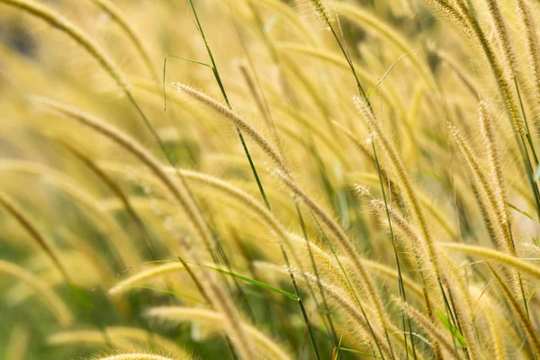 Suddig Gräs Blomma Eftermiddagen Tid — Stockfoto