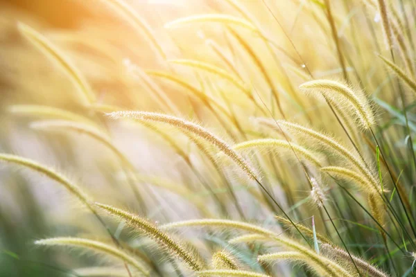 ぼやけている草の花と日光 — ストック写真