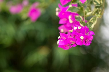 Mor Begonviller veya kağıt çiçek Select odak arka plan.