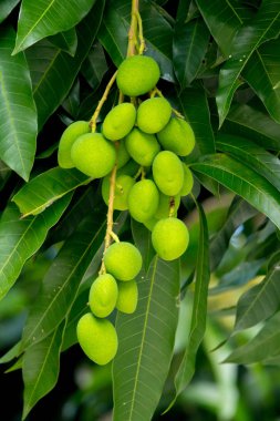 Grup yeşil Mango ülkeler Tayland ağaç üzerinde.