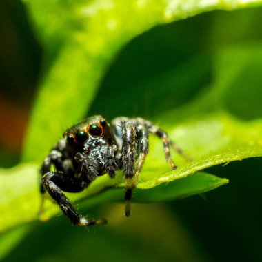 yaprak zemin üzerine küçük örümcek kapatın.
