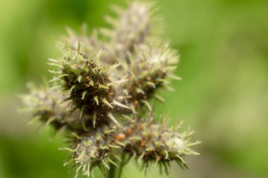 bulanık çimen çiçek ve güneş ışığı