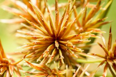 bulanık çimen çiçek ve güneş ışığı