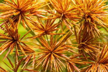 Çimen çiçek ve güneş ışığı