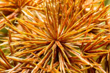 Yumuşak odak ve bulanık çimen çiçek 