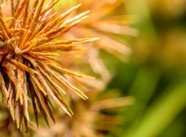 Yumuşak odak ve bulanık çimen çiçek 