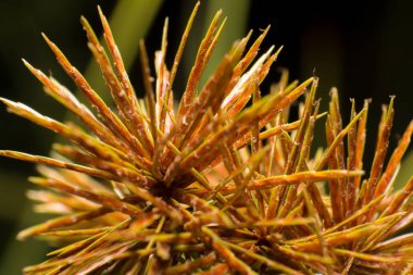 Yumuşak odak ve bulanık çimen çiçek 