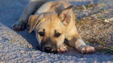 Bahçede köpek yavrusu