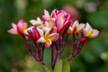 Plumeria çiçek