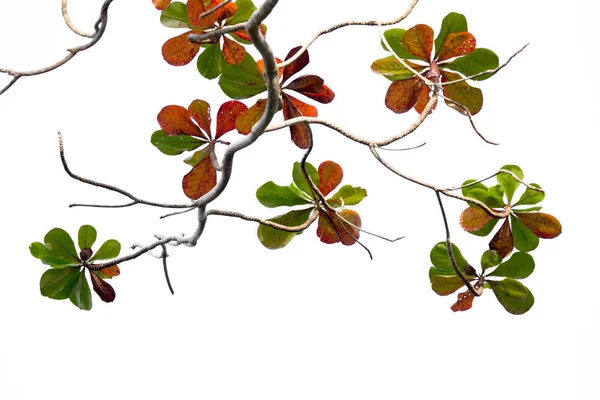 Beautiful Color Leaves Branches White Background — Stock Photo, Image