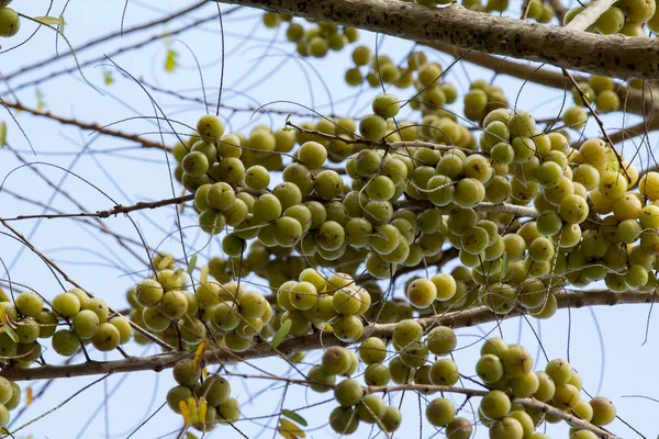 Group Indian Gooseberry Fruit Tree — Stock Photo, Image