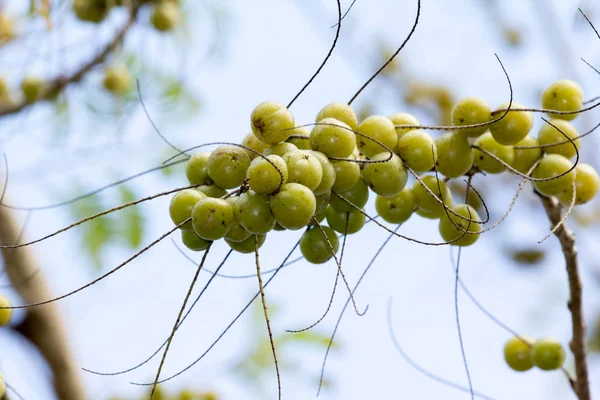 Group Indian Gooseberry fruit on tree.