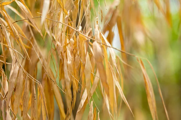 Bruin Blad Van Bamboe Achtergrond — Stockfoto