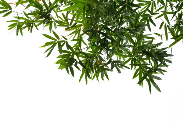 Blad Van Bamboe Witte Hemelachtergrond — Stockfoto