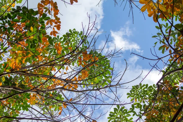 Herfst Kleuren Van Rubberboom Thailand — Stockfoto