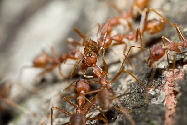 Grupa Red Ant Drzewa Tle Czasu Dzień Bliska — Zdjęcie stockowe