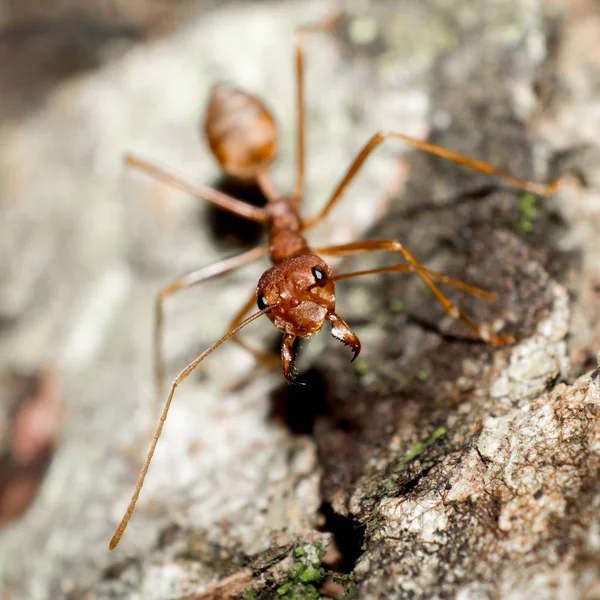 배경에서 나무에 개미를 닫습니다 — 스톡 사진