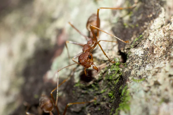 Close Red Ant Tree Day Time Background — Stock Photo, Image