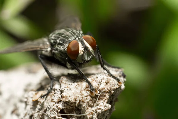 Fliegen aus nächster Nähe — Stockfoto