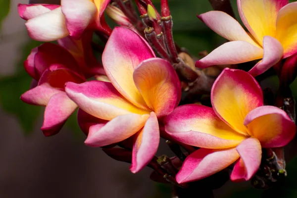 Plumeria květ — Stock fotografie