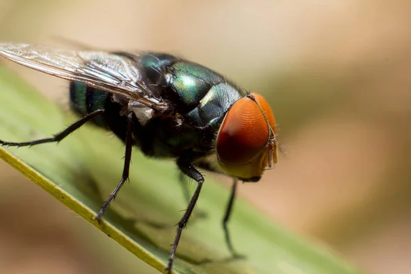 Fliegen aus nächster Nähe — Stockfoto