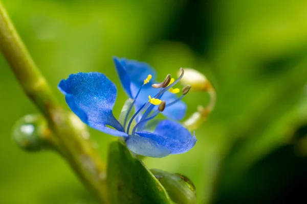 Pequeña flor azul — Foto de Stock