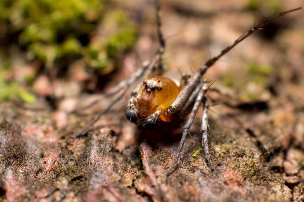 작은 거미 — 스톡 사진