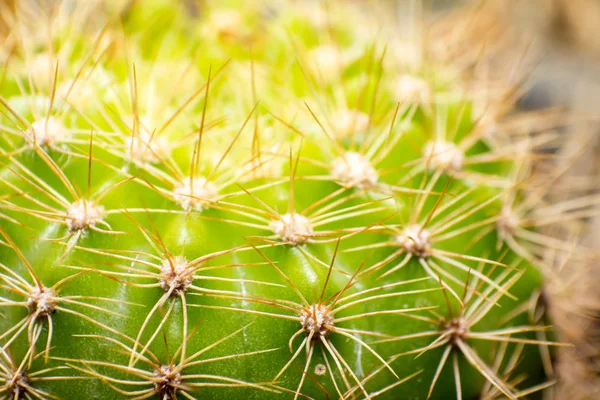 Close up cactus. — Stock Photo, Image