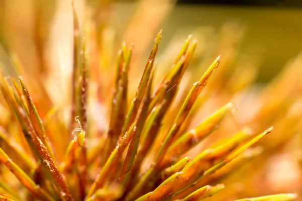 Lágy fókusz és az elmosódott fű virág — Stock Fotó
