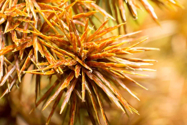 Soft focus and blurred Grass flower — Stock Photo, Image