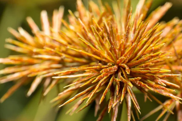 Yumuşak odak ve bulanık çimen çiçek 