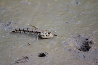 Zıpzıpı, amfibi balık 