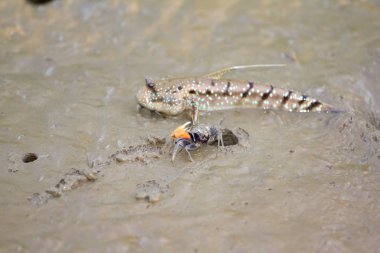 Kemancı Yengeç çamur üzerinde.