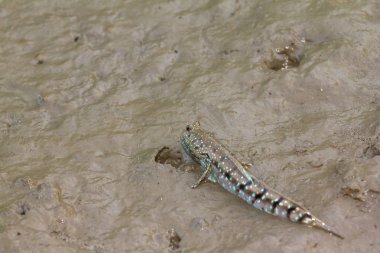 Zıpzıpı, amfibi balık 