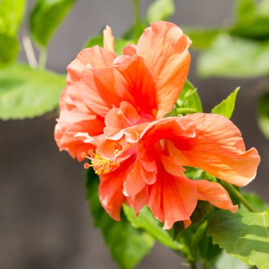 Hibiscus çiçek