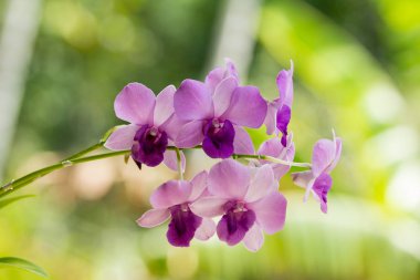 Orkide çiçek şube