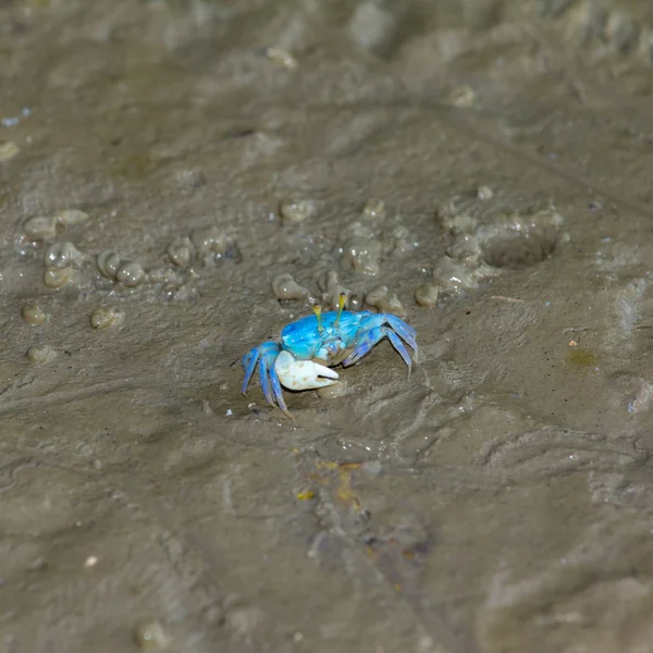 Fiddler Crab on the mud. — Stock Photo, Image