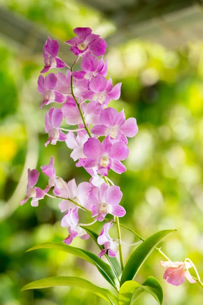 Flor de orquídea en rama — Foto de Stock